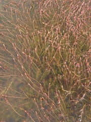 Myriophyllum quitense