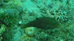 Canthigaster papua