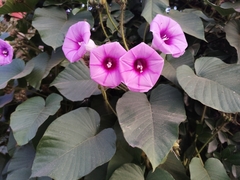 Argyreia capitiformis