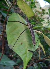 Neohirasea catbaensis