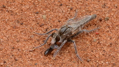 Anasillomos chrysopos