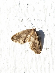 Operophtera occidentalis