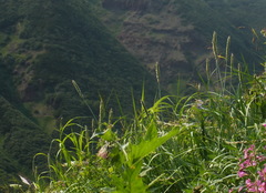 Leymus ajanensis