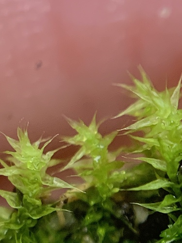 Golden Feather-moss (Campyliadelphus chrysophyllus)