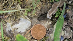 Megachile willughbiella