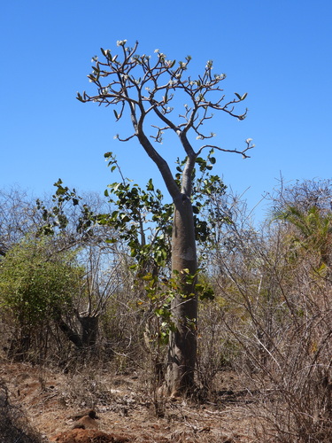 Pachypodium rutenbergianum