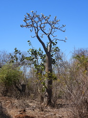 Pachypodium rutenbergianum