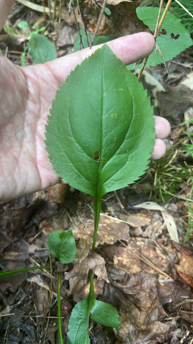 Solidago faucibus, photograph 3