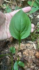 author not stated, no rights reserved Solidago faucibus, photograph author not stated, no rights reserved