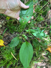 author not stated, no rights reserved Solidago faucibus, photograph author not stated, no rights reserved