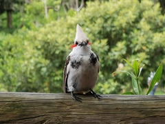 Red-Whiskered Bulbul