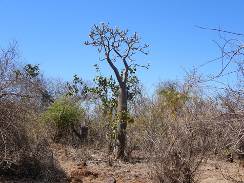 Pachypodium rutenbergianum