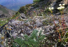 Artemisia furcata