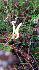 Clavaria argillacea