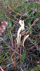 Clavaria argillacea
