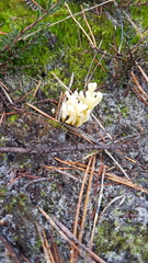 Clavaria argillacea