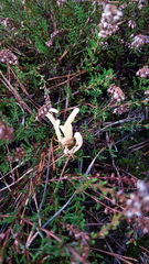 Clavaria argillacea