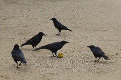 Corvus corone