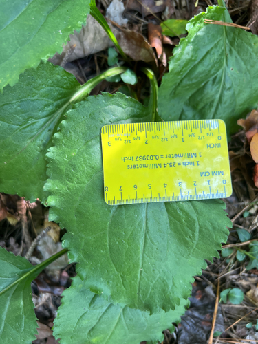 Solidago faucibus, photograph 2