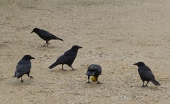 Corvus corone