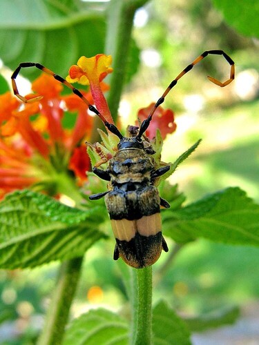 Andrachydes transandinus