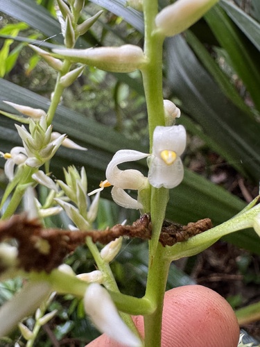 Helmholtzia acorifolia observed 2025-09-21
