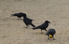 Corvus corone