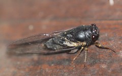 Birrima castanea