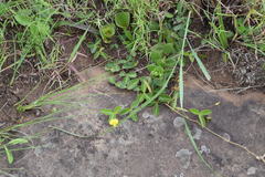 Argyrolobium pauciflorum