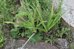 Agapanthus praecox