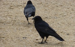 Corvus corone