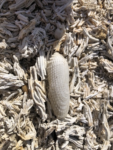 Barnea candida