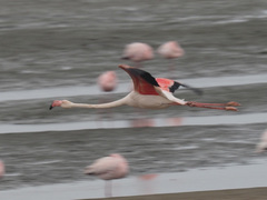 Phoenicopterus roseus