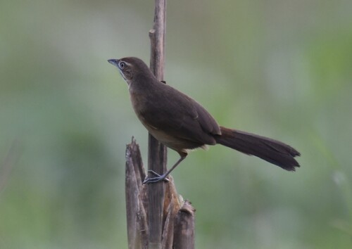 Moustached Grass Warbler (Melocichla mentalis), photo 10