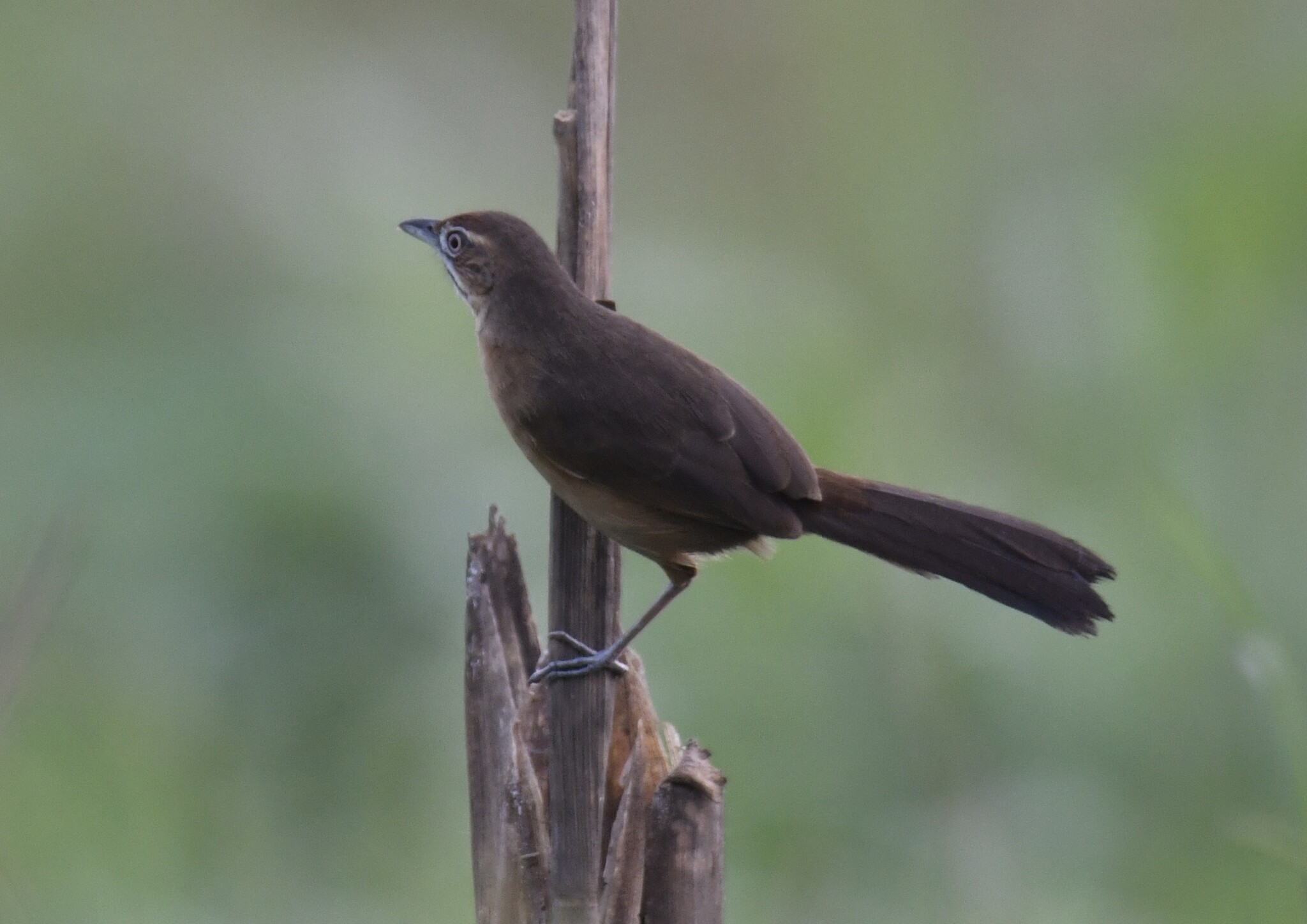 Moustached Grass Warbler (Melocichla mentalis), photo 7