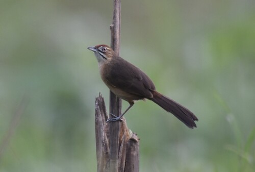 Moustached Grass Warbler (Melocichla mentalis), photo 1