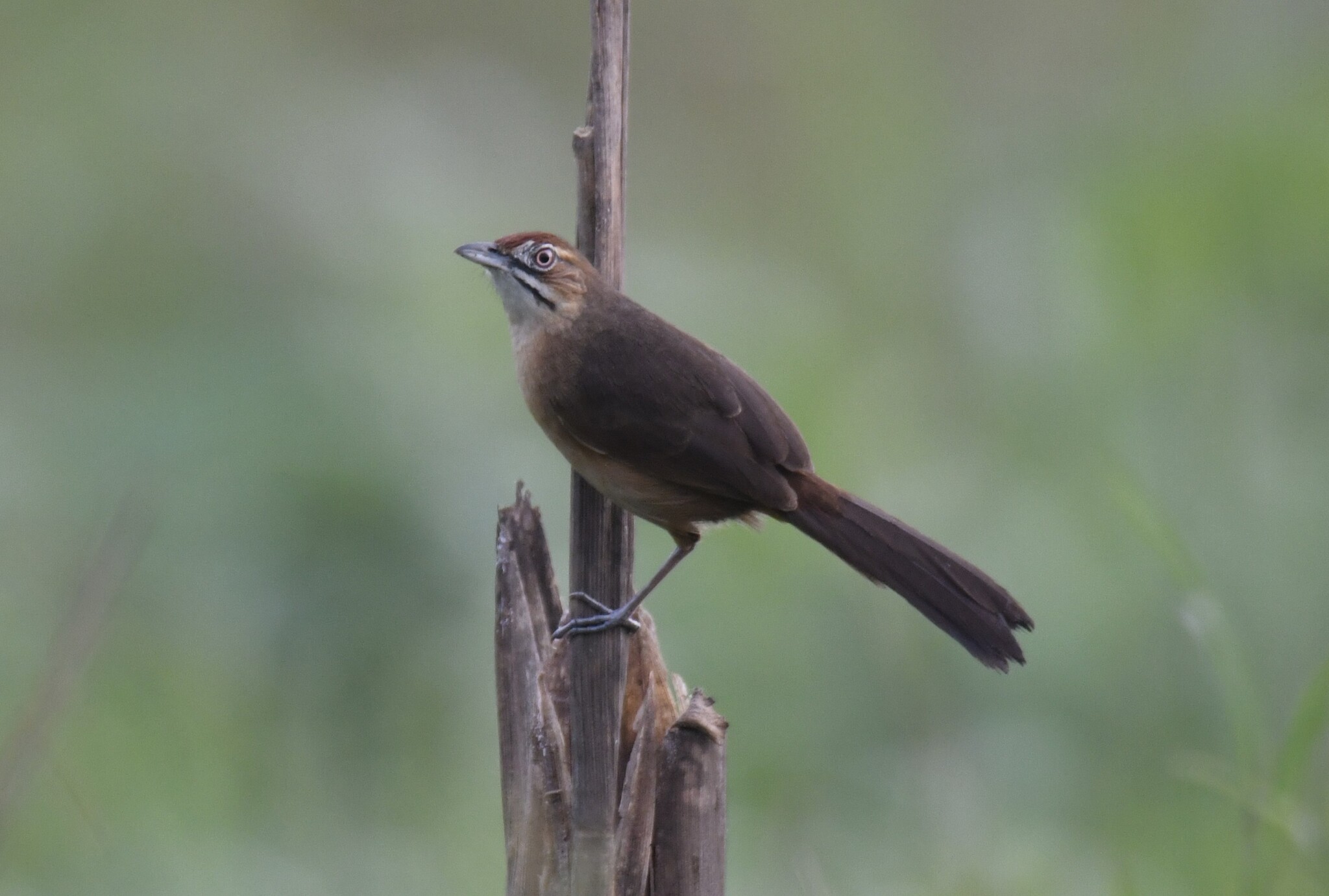 Moustached Grass Warbler (Melocichla mentalis), photo 1