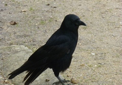 Corvus corone