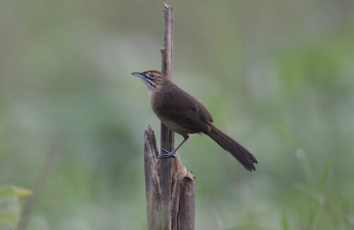 Moustached Grass Warbler (Melocichla mentalis), photo 2