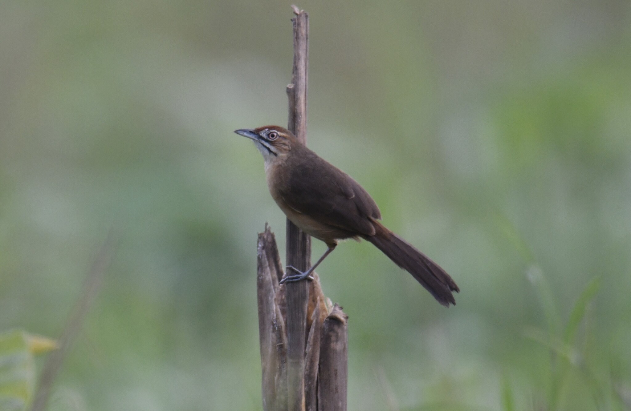 Moustached Grass Warbler (Melocichla mentalis), photo 2