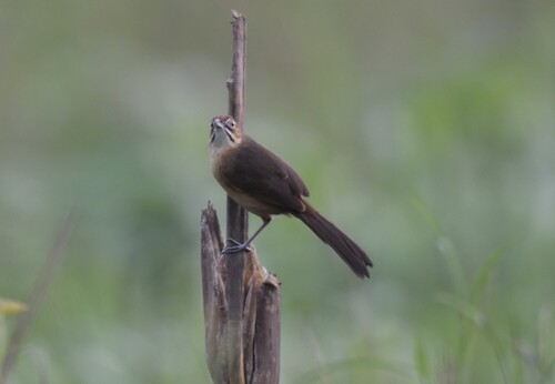 Moustached Grass Warbler (Melocichla mentalis), photo 9