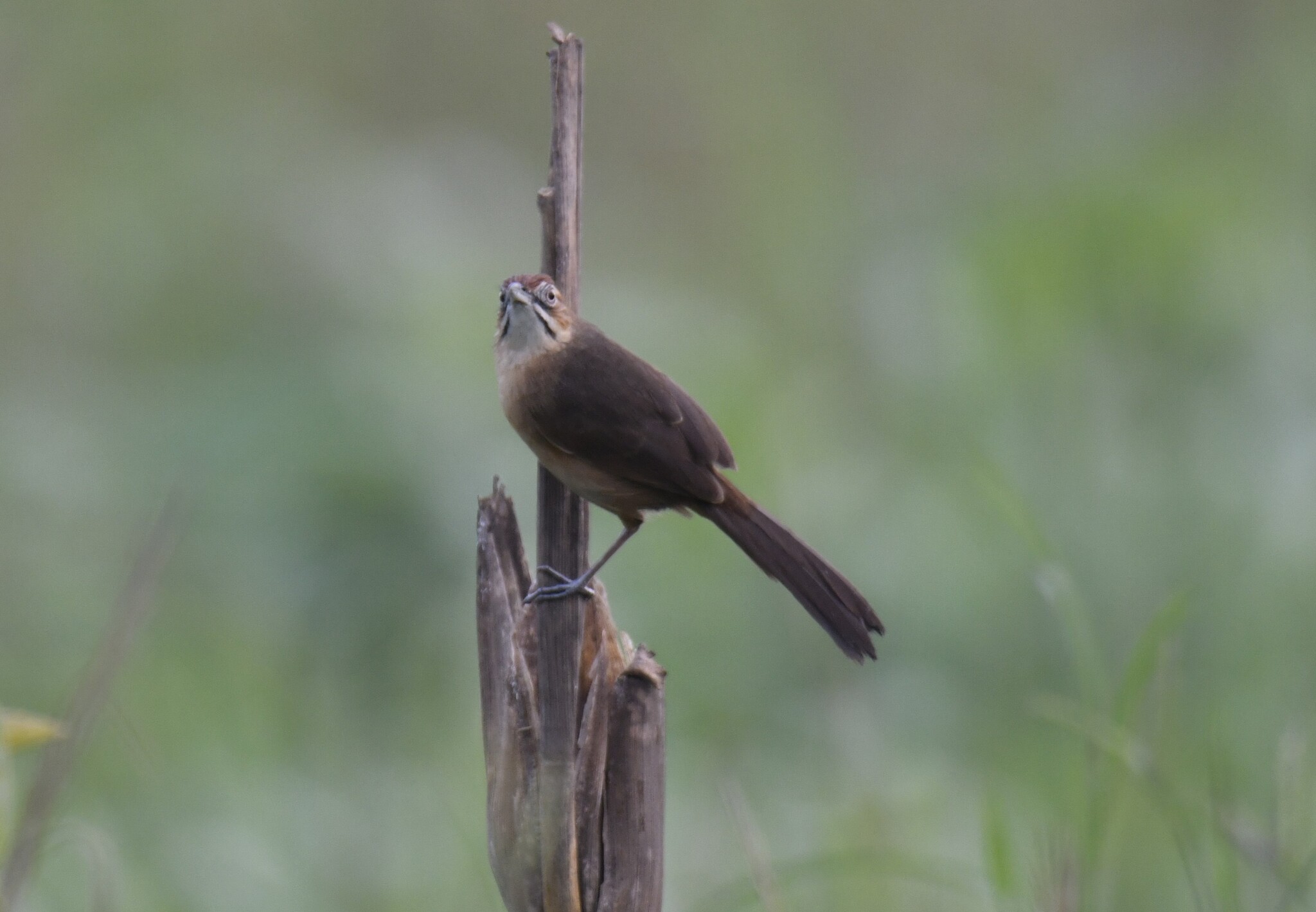 Moustached Grass Warbler (Melocichla mentalis), photo 6