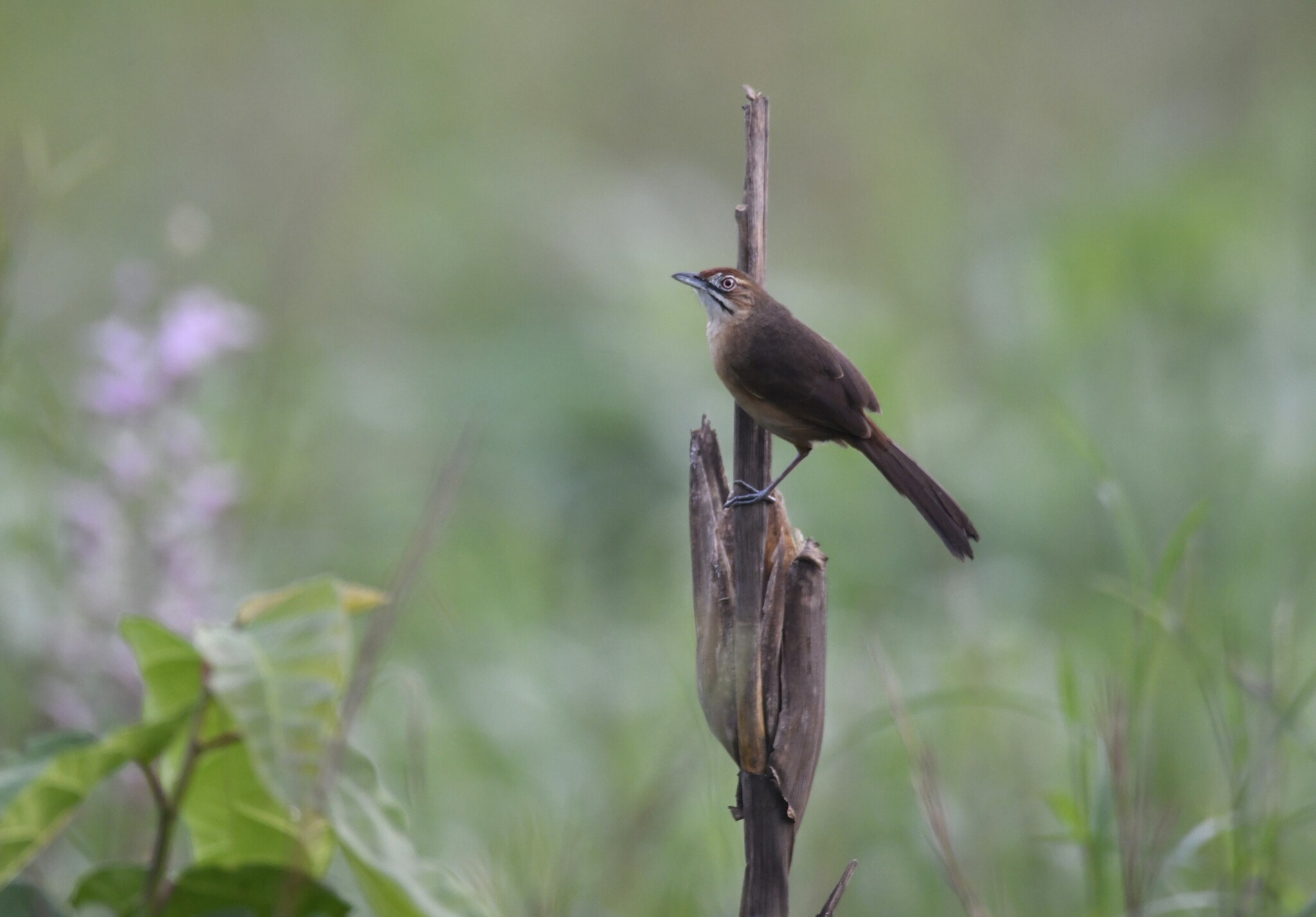 Moustached Grass Warbler (Melocichla mentalis), photo 5