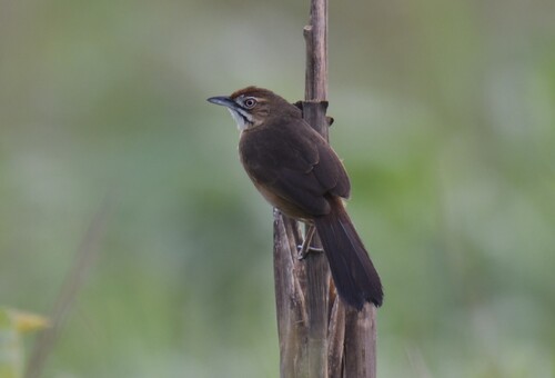 Moustached Grass Warbler (Melocichla mentalis), photo 7