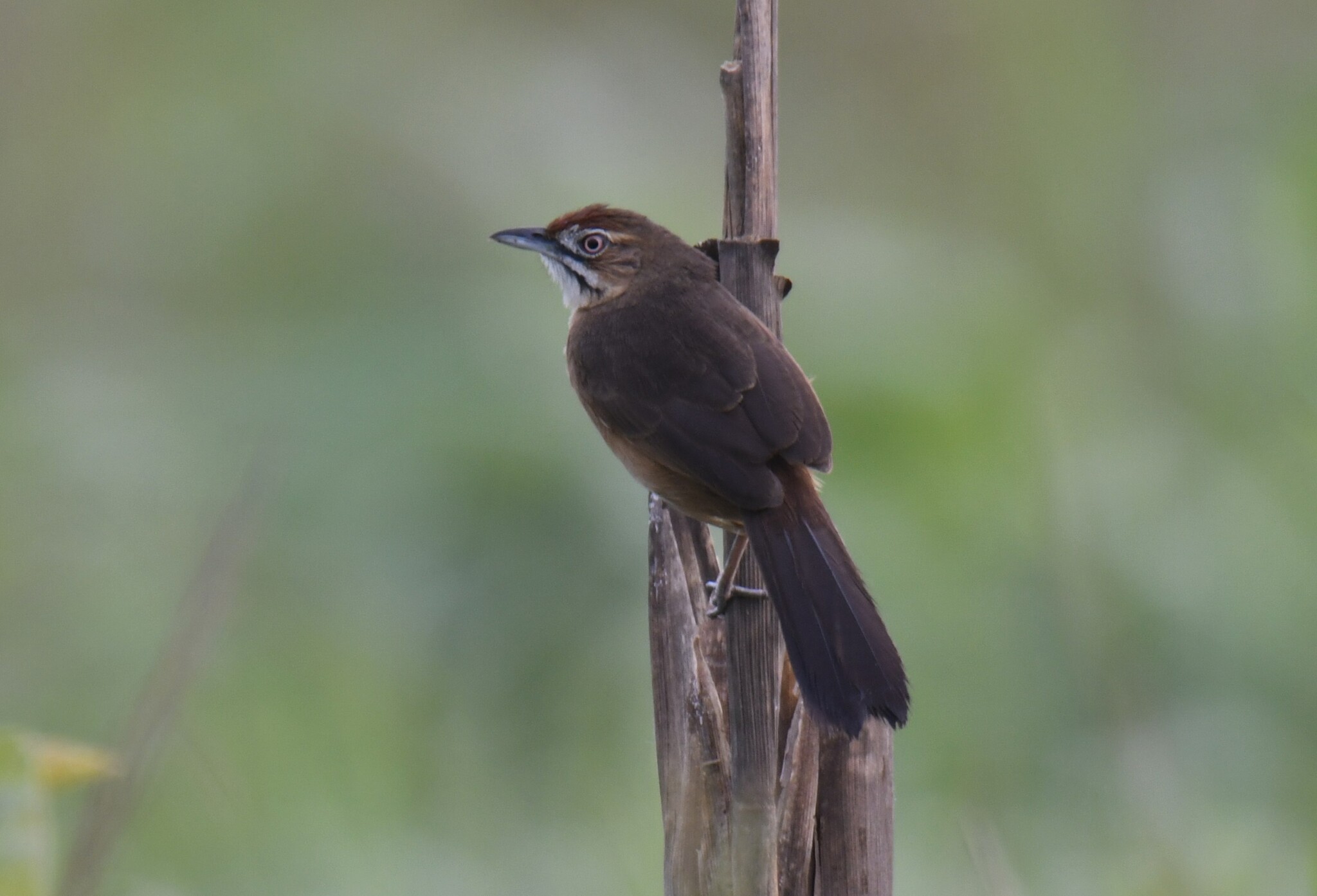 Moustached Grass Warbler (Melocichla mentalis), photo 4