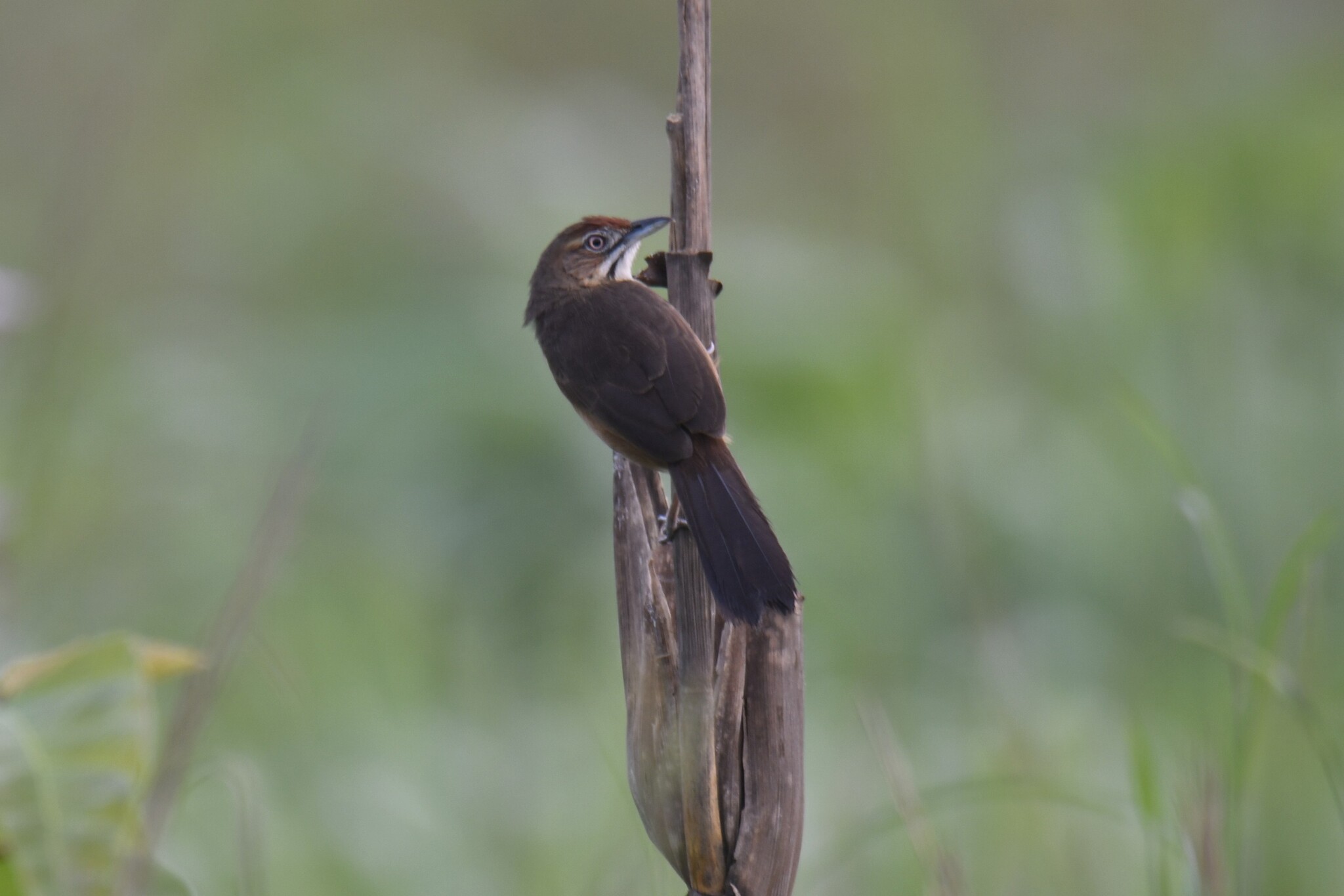 Moustached Grass Warbler (Melocichla mentalis), photo 3