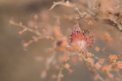 Cratena pawarshindeorum