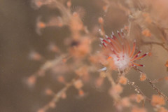 Cratena pawarshindeorum