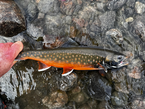 Arctic Char