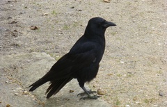Corvus corone